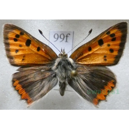 Lycaena phlaeas (Linnaeus, 1761) Czerwończyk żarek Czech99f